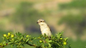 Red-backed Shrike (Juvenile)