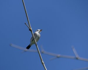 Female White-headed Marsh Tyrant