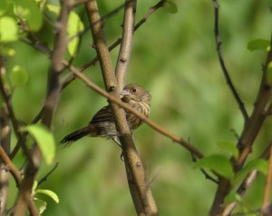 Female Blue-black Grassquit