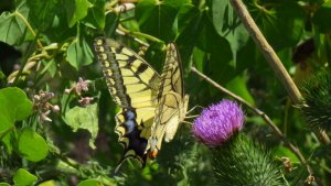 Swallowtail