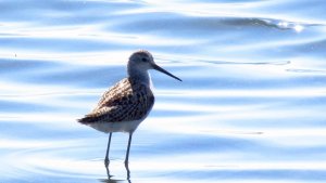 Marsh Sandpiper