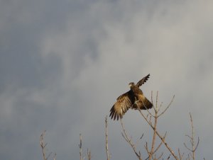 Immature Yellow-headed Caracara