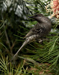 Little Wattlebird