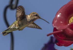 Female Black-Chinned Hummingbird