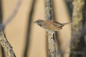 Five Striped Sparrow - Arizona