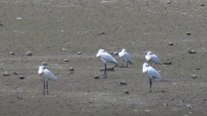 Spoonbills