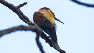 Bee-eater