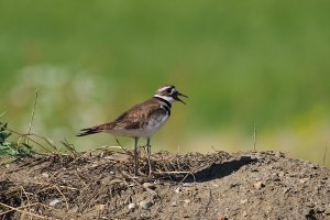 Killdeer