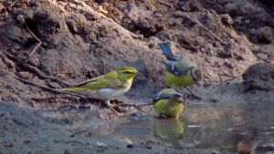 Wood Warbler