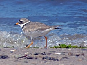 RINGED PLOVER