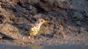 Mistle Thrush (Again)