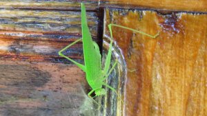 Sickle-bearing Bush Cricket