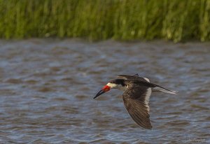 Black Skimmer