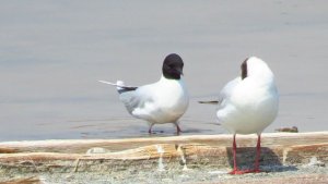 Little Gull