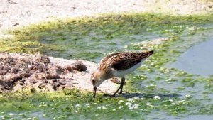 Little Stint