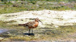 Curlew Sandpiper