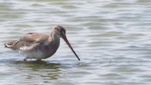 Black-tailed Godwit