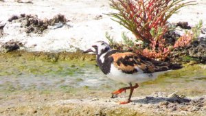 Turnstone