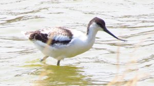 Avocet (Juvenile)