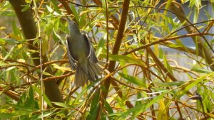 Olivaceous Warbler