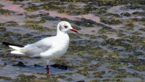 Black-headed Gull