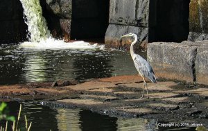 Great Blue Heron Exploring Reservoir Dam