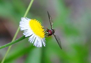 Four-speckled Hoverfly
