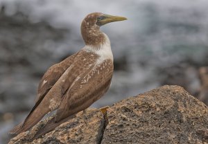 Brown Booby