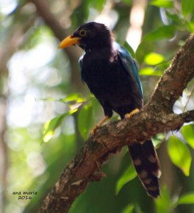 Yucatan Jay