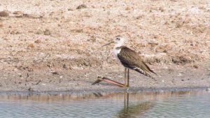 Black-winged Stilt (Juvenile)