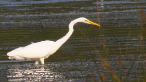 Great Egret