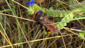 Mammoth Wasp (Female)