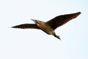 Bittern flight