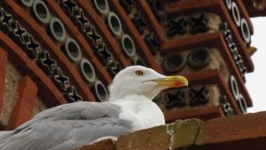 Yellow-legged Gull