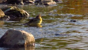 Yellow Wagtail