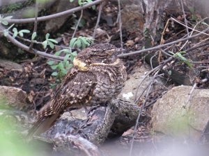 Buff-collared Nightjar