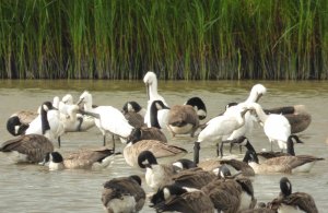 8 Spoonbills at Burton Mere Wetlands