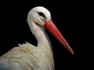 White Stork