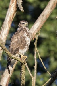 Buzzard in the garden