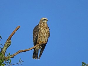 Juvenile Mississippi Kite