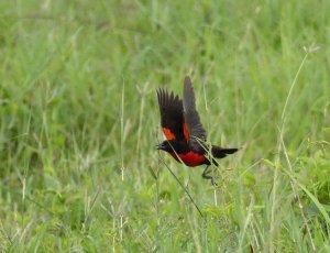 Red-breasted Blackbird agitated