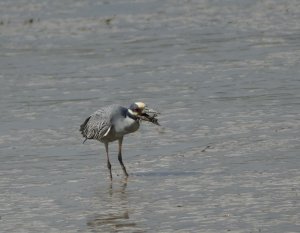 Yellow-crowned Night Heron (Adult) feeding on Crab