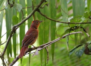 Red-crowned Ant Tanager