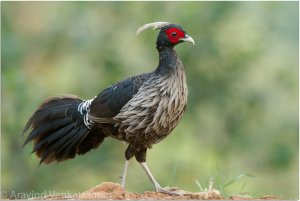 Kalij Pheasant