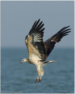 White Bellied Sea Eagle