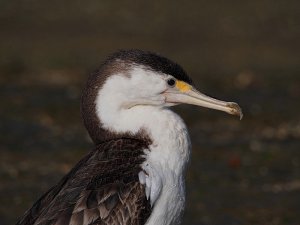 Pied Shag Juvrnile