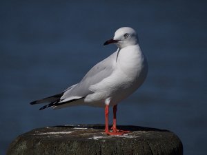 Black billed gull