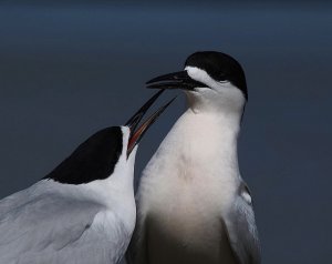 White Fronted Tern's