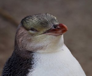 Young Yellow eyed penguin