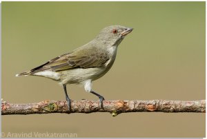 Thick Billed Flowerpecker